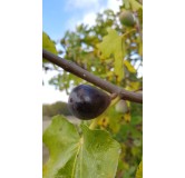 Ficus carica ' Noire de Caromb' / Figuier 'Noire de Caromb'