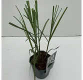 Miscanthus sinensis Malepartus - hauteur totale 50-90 cm - pot 2 ltr