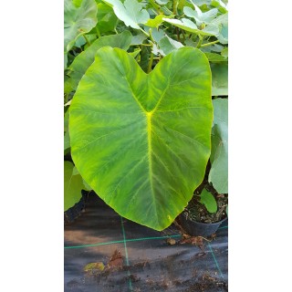 Colocasia esculenta 'Jack's giant' / Oreille d'Ã©lÃ©phant gÃ©ante couleur verte