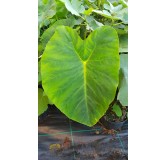 Colocasia esculenta 'Jack's giant' / Oreille d'Ã©lÃ©phant gÃ©ante couleur verte