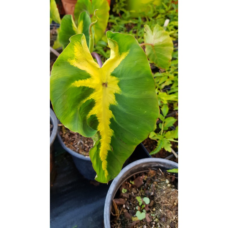 Colocasia esculenta 'White Lava' / Oreille d'Ã©lÃ©phant gÃ©ante couleur verte avec une bande centrale blanc crÃ¨me