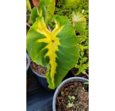 Colocasia esculenta 'White Lava' / Oreille d'Ã©lÃ©phant gÃ©ante couleur verte avec une bande centrale blanc crÃ¨me