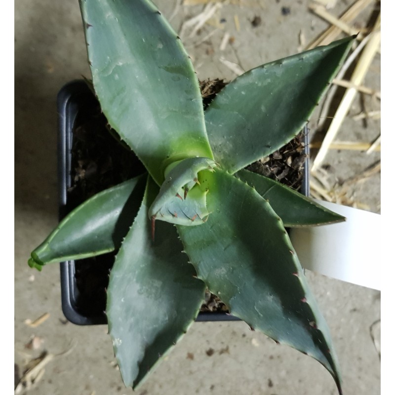 Agave applanata