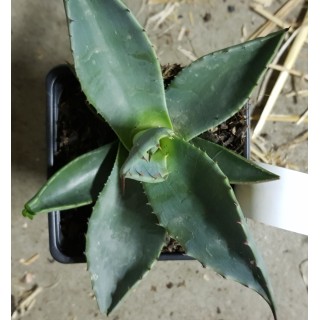 Agave applanata