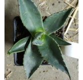 Agave applanata