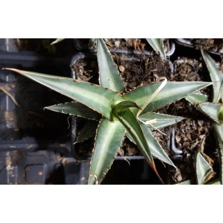 Agave lechuguilla