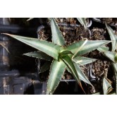 Agave lechuguilla