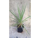 Yucca rigida 'Blue Sentry' / Yucca sentinelle bleu