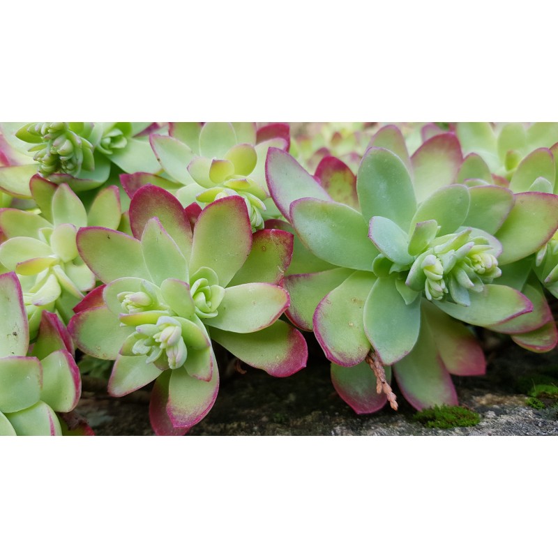 Sedum palmeri / Sedum de Palmer