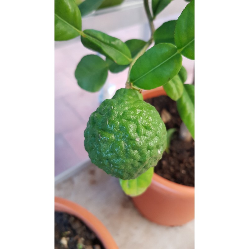 Citrus hystrix greffÃ© sur Volkameriana / Combava