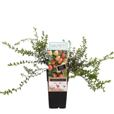 Vaccinium macrocarpon Early Black - hauteur totale 30-40 cm - 2 ltr pot