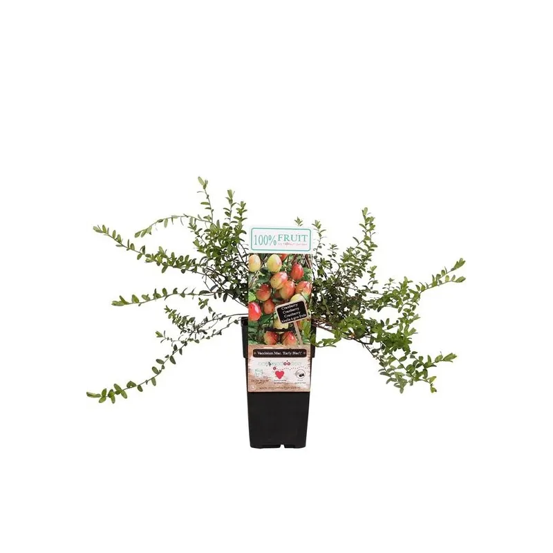 Vaccinium macrocarpon Early Black - hauteur totale 30-40 cm - 2 ltr pot