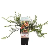 Vaccinium macrocarpon Early Black - hauteur totale 30-40 cm - 2 ltr pot