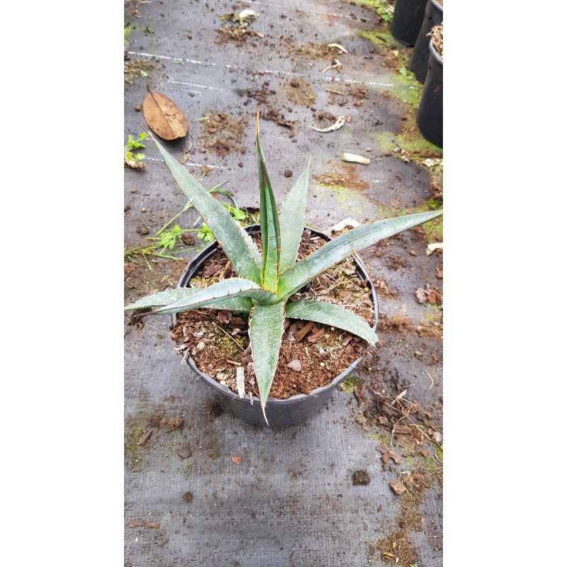 Agave xylonacantha 'Blue'