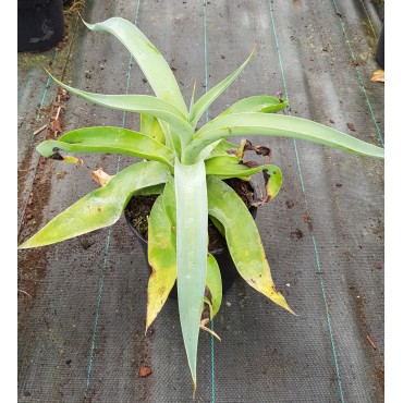 Agave vilmoriana 'Octopus arm' / Agave pieuvre