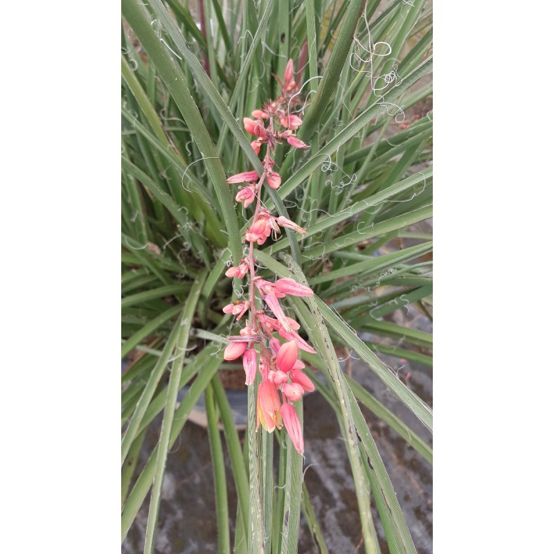 Hesperaloe parviflora / Yucca rouge