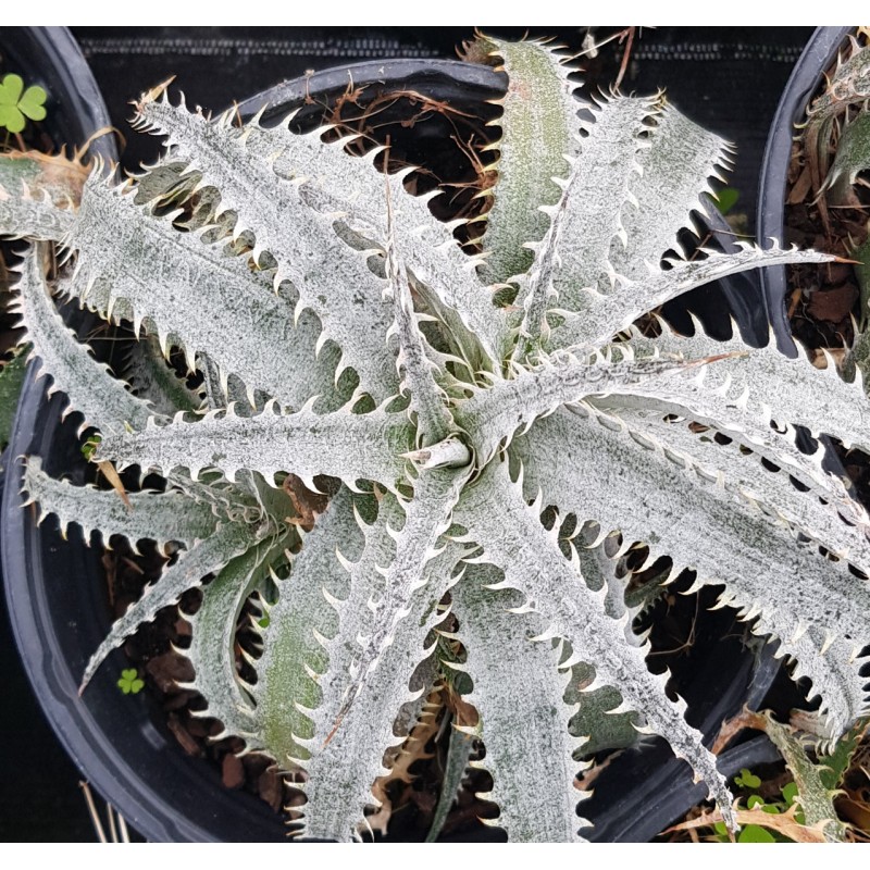 Dyckia 'Grand marnier'