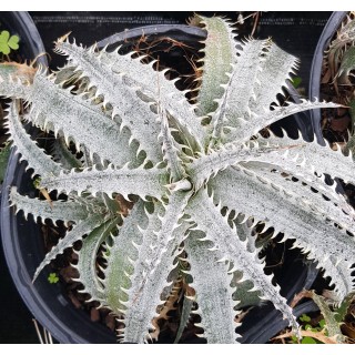 Dyckia 'Grand marnier'