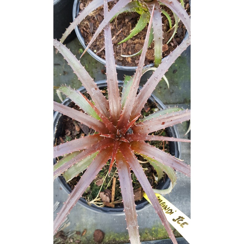 Dyckia 'Burgundy Ice'