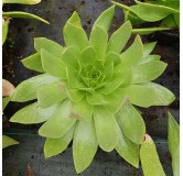 Dudleya pulverulenta / DudlÃ©ia pulvÃ©rulente