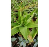 Bulbine natalensis / Racines rouges du Natal