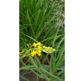 Bulbine frutescens 'Yellow' / Bulbine jaune