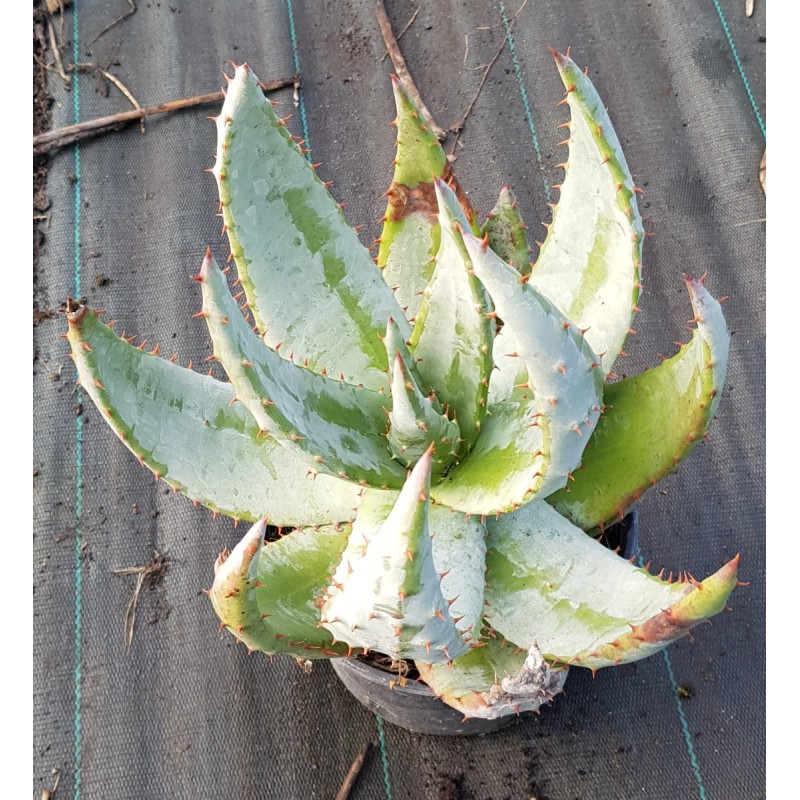 Aloe aculeata