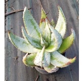 Aloe aculeata