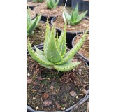 Aloe broomii / AloÃ¨s de Broom