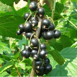 Ribes nigrum Ojebyn - pot 2 ltr