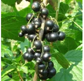 Ribes nigrum Ojebyn - pot 2 ltr