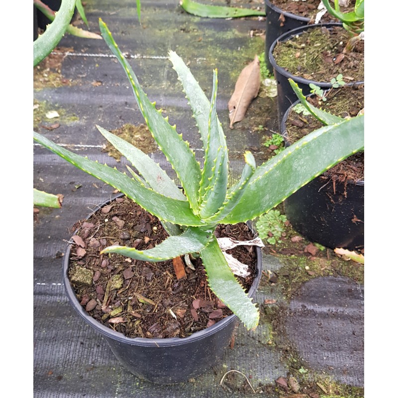 Aloe Capitata 'Tsiroanomandidy'