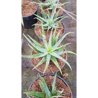 Aloe pseudoparvula