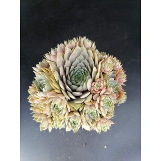 Sempervivum 'Feldmaier' / Joubarbe gris lavande