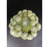 Sempervivum 'Jubilee' / Joubarbe verte duveteux