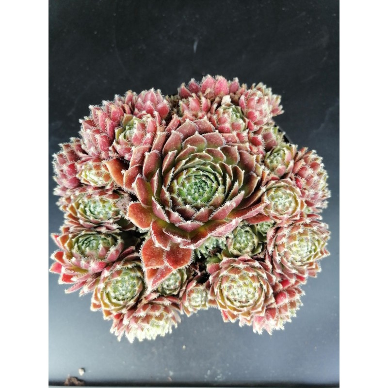 Sempervivum 'Gulle Dame' / Joubarbe bordeaux