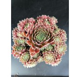 Sempervivum 'Gulle Dame' / Joubarbe bordeaux