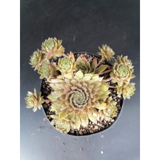 Sempervivum 'Bronco' / Joubarbe verte bronze bordÃ©es de pourpres