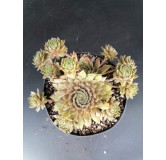 Sempervivum 'Bronco' / Joubarbe verte bronze bordÃ©es de pourpres