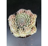 Sempervivum 'Maigret' / Joubarbe rouge prune