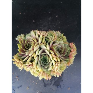 Sempervivum 'Smaragd'