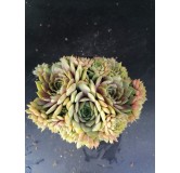 Sempervivum 'Smaragd'