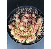 Sempervivum fimbriatum var. aqualense