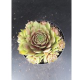 Sempervivum 'Achalm'