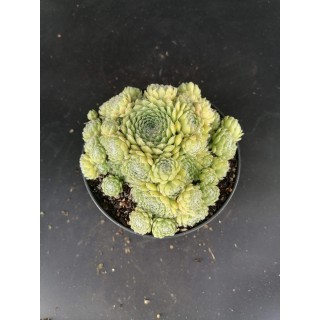 Sempervivum 'Storytelling Big Green'