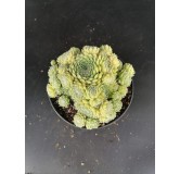 Sempervivum 'Storytelling Big Green'