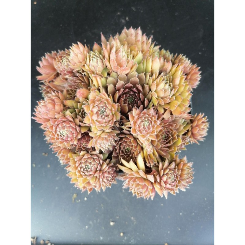 Sempervivum 'Storytelling Haven Burnet'