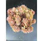 Sempervivum 'Storytelling Haven Burnet'