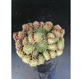 Sempervivum 'Silverkarneol'