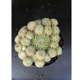 Sempervivum arachnoideum 'Minima'